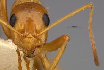 Media type: image;   Entomology 8845 Aspect: head